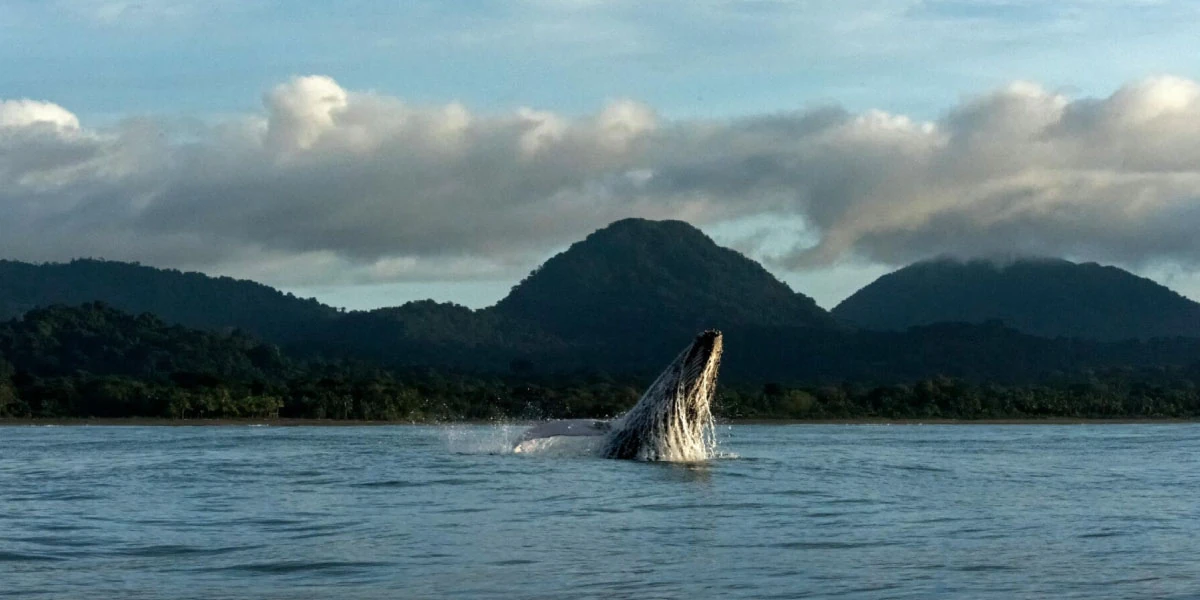 Ballena en el pacífico